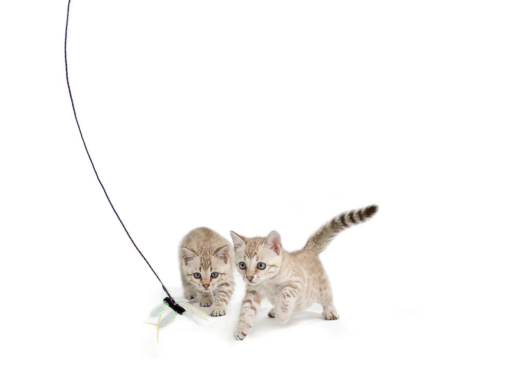 ROMPICATZ Critter Collector Cagonfly Iridescent Dragonfly Attachment