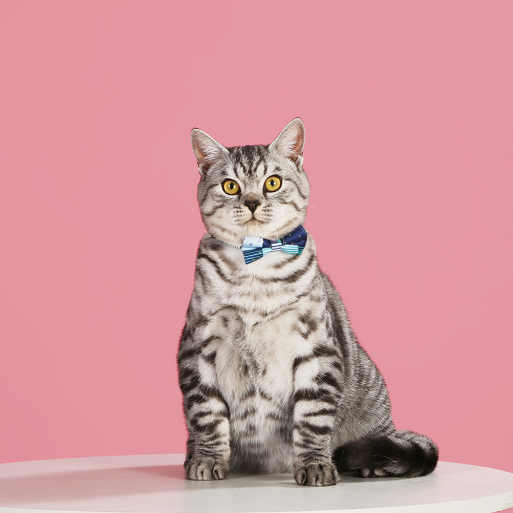 HUGSMART Bow Tie Collar City Impression Broadway