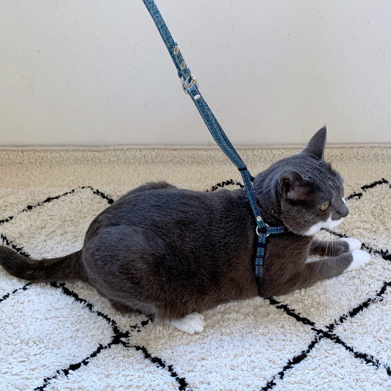 NECOICHI Zen Fish Charm Harness with Leash
