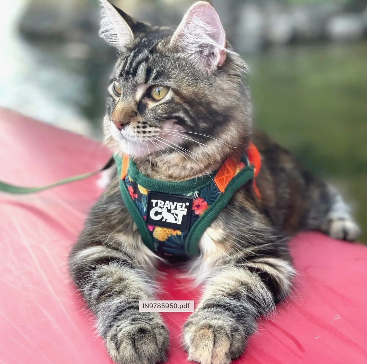 TRAVEL CAT The True Adventurer Reflective Harness and Leash Set, The Hawaiian Shirt