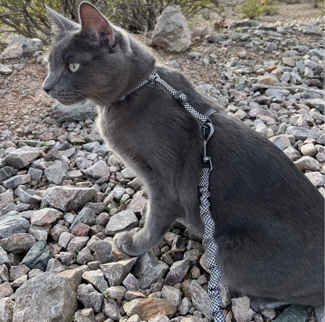TRAVEL CAT The Day Tripper Adjustable H-Style Harness, Checkered