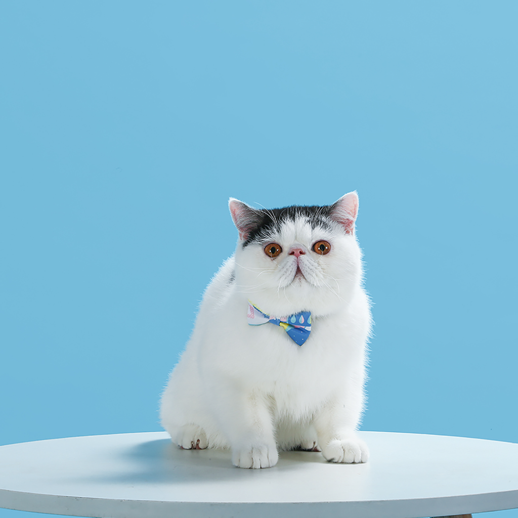HUGSMART Bow Tie Collar City Impression Vancouver