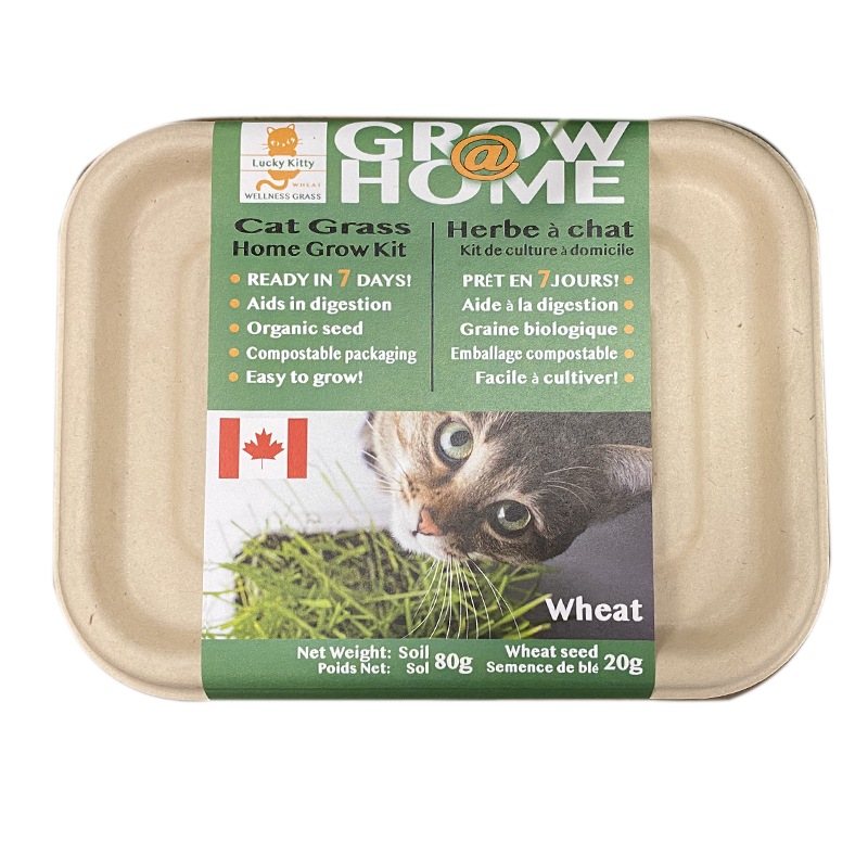 LUCKY KITTY Grow-at-Home Cat Grass, Wheat