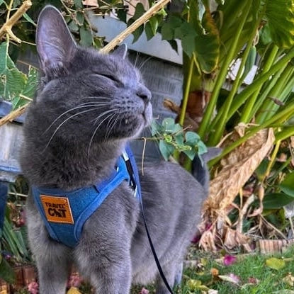 TRAVEL CAT The True Adventurer Reflective Harness and Leash Set, Jean Jacket