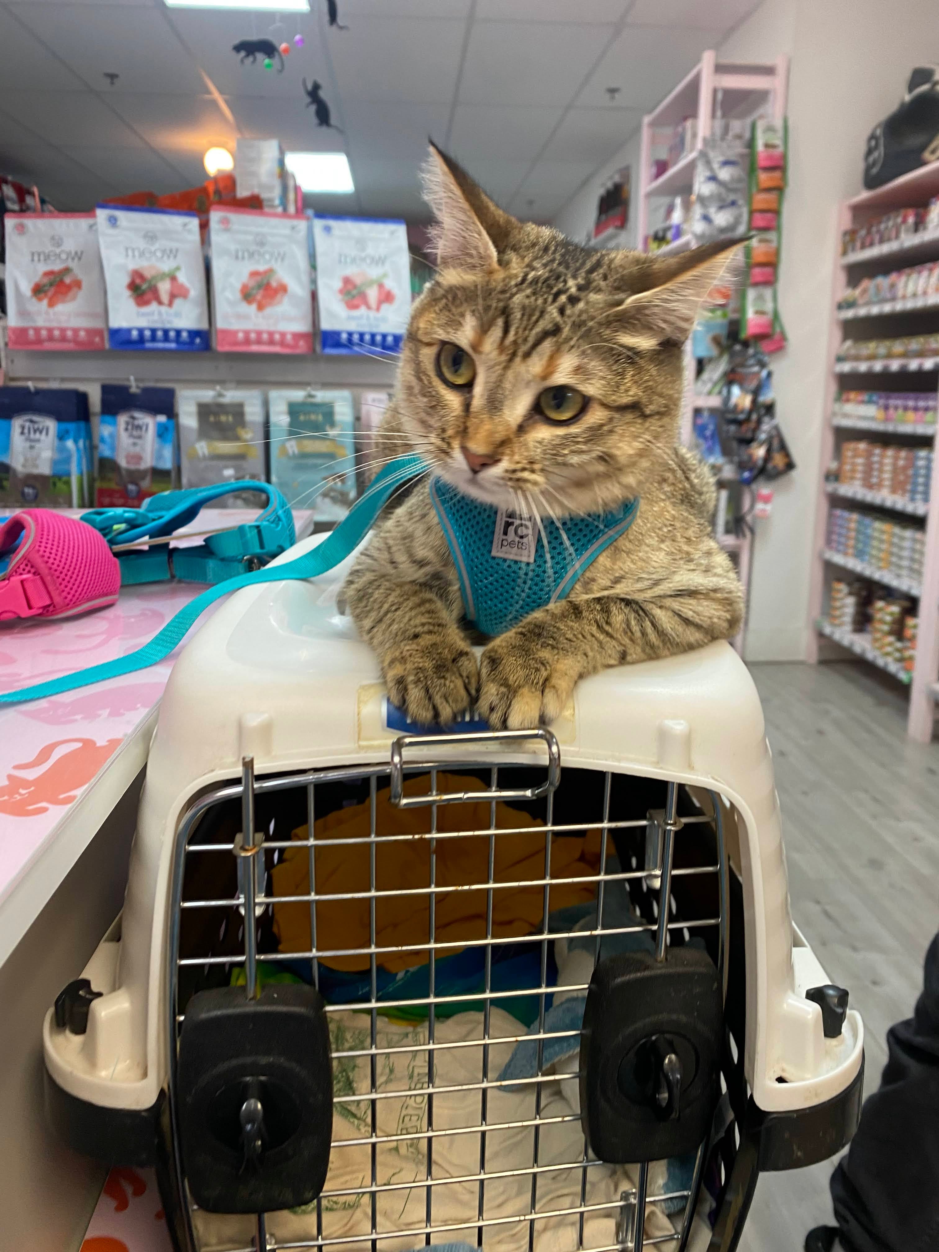 Inescapable cat outlet harness