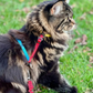 TRAVEL CAT The Day Tripper Adjustable H-Style Harness, Colorblock
