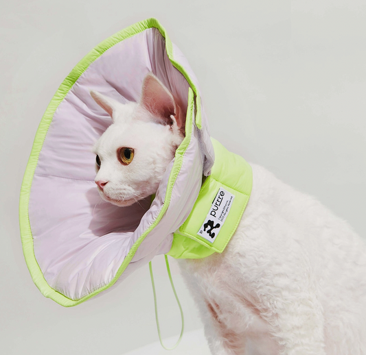 PURRRE Recovery Collar