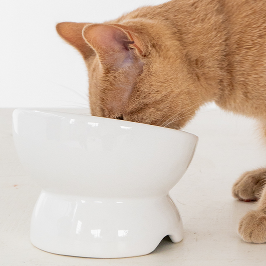 DEXYPAWS Elevated Ceramic Bowl, White