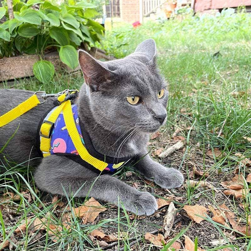 TRAVEL CAT The True Adventurer Reflective Harness and Leash Set, "The 90s Cat"