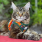 TRAVEL CAT The True Adventurer Reflective Harness and Leash Set, The Hawaiian Shirt