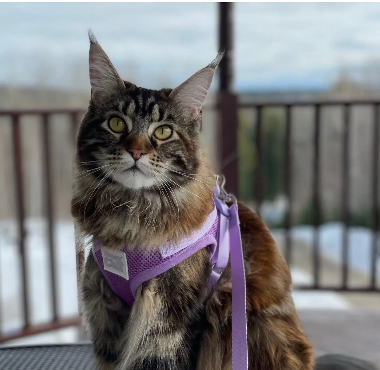 TRAVEL CAT The True Adventurer Reflective Harness and Leash Set, "The Lavender"