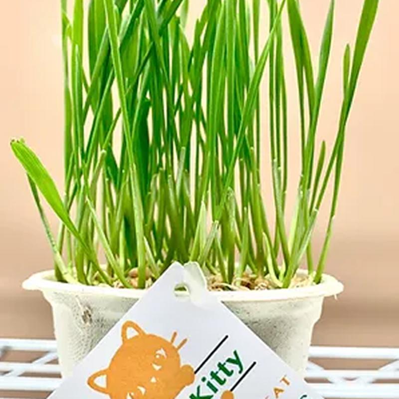 LUCKY KITTY Grow-at-Home Cat Grass, Wheat